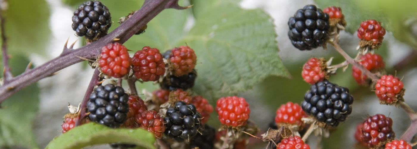 Blackberries, blueberries and raspberries Foods and Wines from Spain